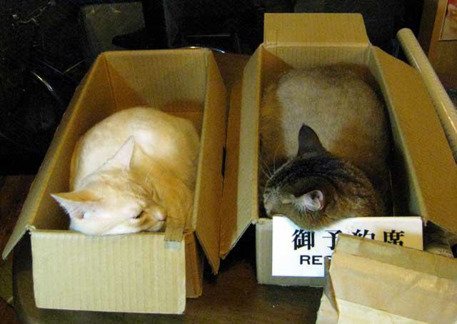 Cats love boxes
